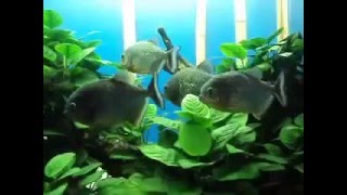 Пираньи самые ужасные в мире рыбы!!! Пираньи самые ужасные в мире рыбы!!!