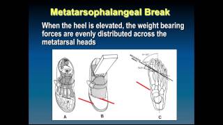 565 Biomechanics of Gait