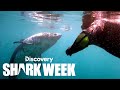 Diver’s Close Encounter with Alaska’s Salmon Sharks | Shark Week