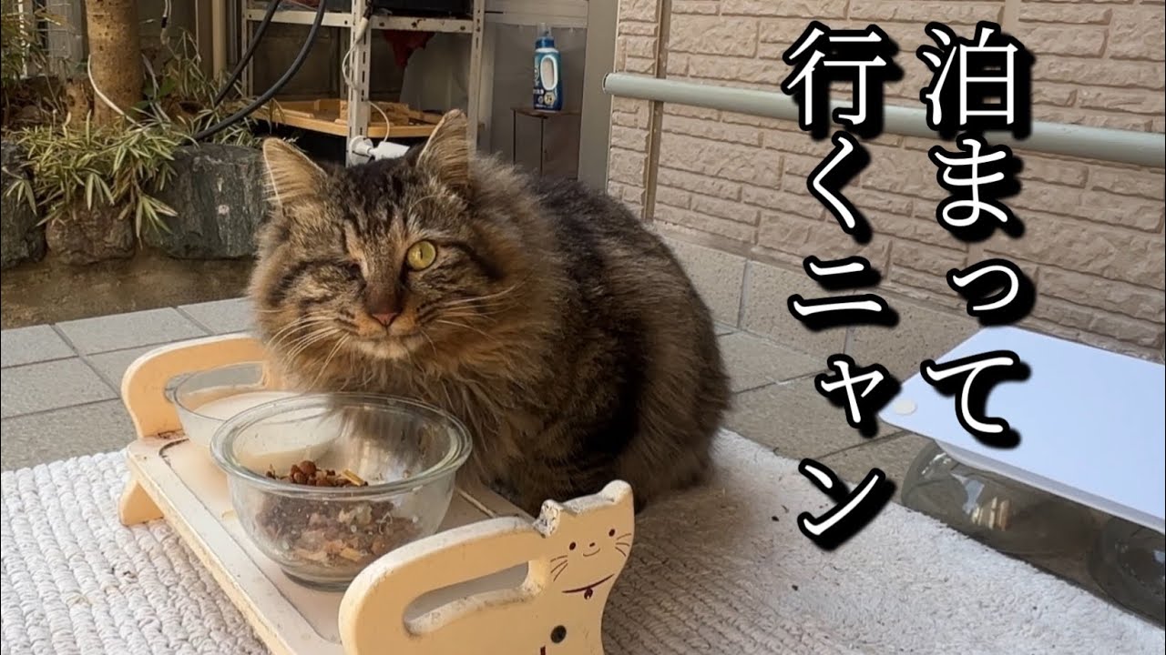不調が治った日にきた、細くて綺麗な猫目ルチルたん！ A fluffy stray cat with an injured eye comes to stayand