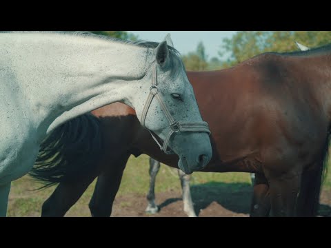 Video: Zirgs Ir Uzticīgs Cilvēka Draugs. 1. Daļa