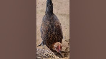 Hlau youtube/tug lau qaib qus khav tiag tiag.gà rừng mã đỏ miền bắc