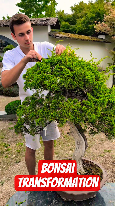 Full makeover: 60-Year-Old Chinese Juniper. transformation before and after #bonsai #bonsaicare