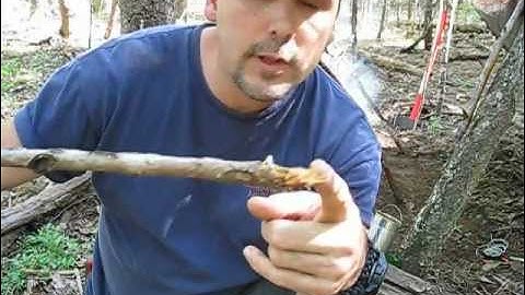 How To Make a Critter Catch Pole for a Survival Situation!