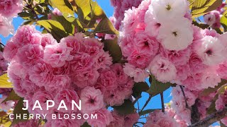 Sakura Main Varieties