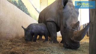 Naissance d'un rhinocéros blanc !