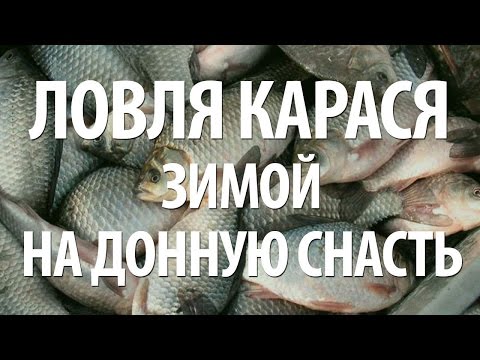 ЗИМНЯЯ РЫБАЛКА на КАРАСЯ ДОННОЙ СНАСТЬЮ. НАСАДКА для ЛОВЛИ КАРАСЯ ЗИМОЙ ЗИМНЯЯ РЫБАЛКА на КАРАСЯ ДОННОЙ СНАСТЬЮ. НАСАДКА для ЛОВЛИ КАРАСЯ ЗИМОЙ