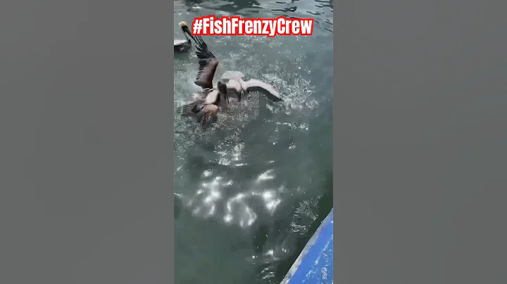 That bird almost got swallowed by a giant grouper! #fishfrenzycrew #florida #goliathgrouper #viral