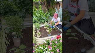 Refresh Your Old Soil And Give Your Garden A Boost