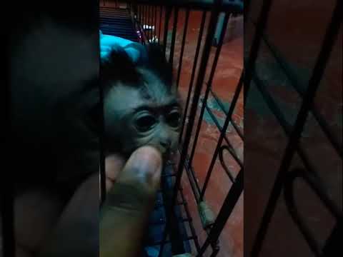 MY BABY MONKEY.