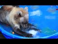 Rescued Brown Bear Cub Beating the Heat!