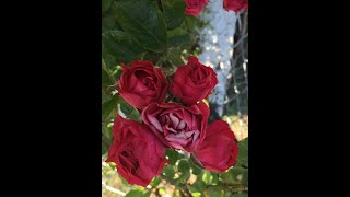 Seni Sevdim Gülten Akın