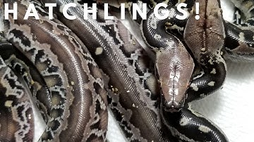 Hatching out some adorable Sumatran Short Tail pythons