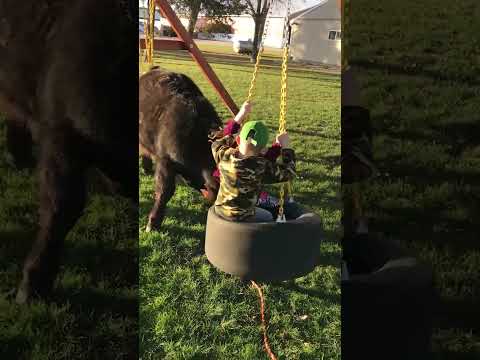 Cow Pushes Kids on Tire Swing!