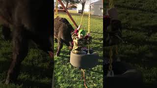 Cow Pushes Kids On Tire Swing!