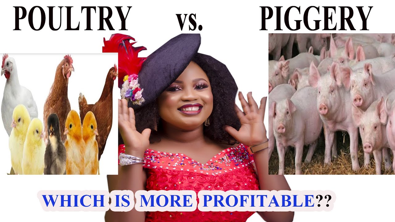 HOW TO MAKE MONEY IN POULTRY AND PIG FARMING In 2021 Poultry Vs how-to-start-a-pig-farm-business-as-a-beginner-a-profitable-venture