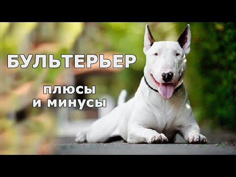 БУЛЬТЕРЬЕР. Плюсы и минусы породы BULL TERRIER