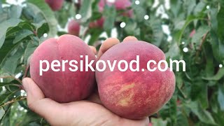 Персик Алібланка на 14 вересня. persikovod.com