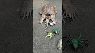 Alligator Snapping Turtle can differentiate real and fake prey