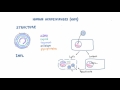 Introduction to Human Herpesviruses (HHV)