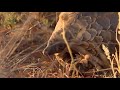 WE SafariLive- Dylan and Jeandré on foot with a Pangolin!! AMAZING!