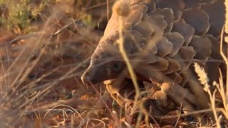 WE SafariLive- Dylan and Jeandré on foot with a Pangolin!! AMAZING!