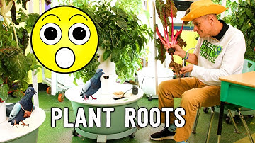 Mister Ritz Learns About Plant Roots with Michał Słota| Let