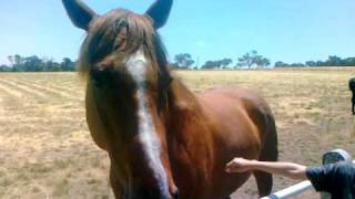 Living Legends - Regal Roller