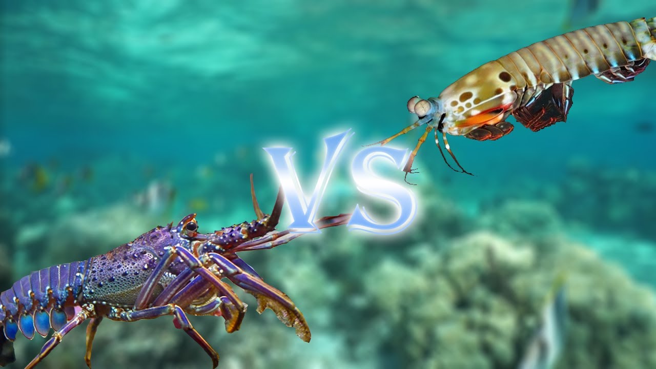 Shrimp vs. Lobster — InDepth Nutrition Comparison