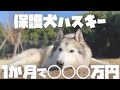 【保護犬】シベリアンハスキーを引き取って1ヶ月に掛かった驚きの費用はこちら【チャリティー】