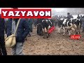 FARGONA YAZYAVON MOL QOY VA OT BOZOR NARXLARI