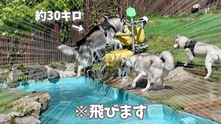 【巨体】約30kgの大型犬とは思えないほどミサイルみたく飛んだハスキー犬ww　【シベリアンハスキー】