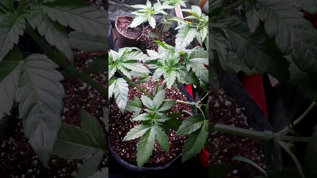 first attempt grow cannabis Jungle Boys Seeds