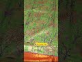 Kanchi Semi Tissue Sarees | Upto 50% OFF Sravana Masam Sale | The Chennai Silks Hyderabad Stores