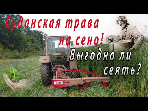 Видео: Как поздно можно сажать суданскую траву?