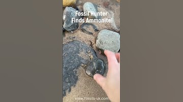 Fossil Hunter Finds Ammonite! #fossilhunting #jurassic #shorts
