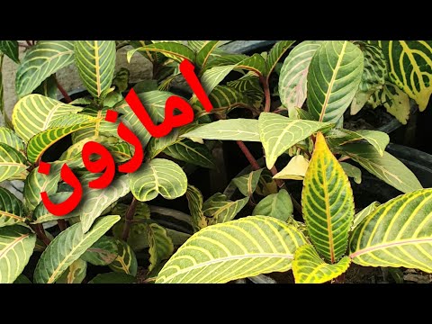 فيديو: رعاية نبات الخس Divina: كيفية زراعة الخس Divina في الحديقة