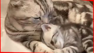 Mother Cat & Kittens #2 | This is Cat by This is Cat 642 views 3 years ago 4 minutes, 46 seconds