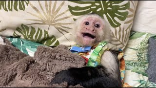 Capuchin Monkey SUPER HAPPY!!! ADORABLE!