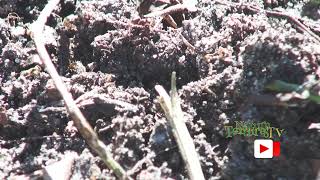Ants Nature Episode