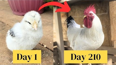 Light Sussex Chicken Growth Time Lapse - Chick Growth day by day - Baby Chicks Growing Up - دجاج