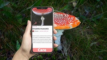 Mushroom Identifier APP - Video 1