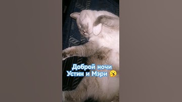 Спокойной ночи, друзья! #shorts