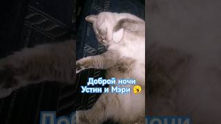 Спокойной ночи, друзья! #shorts