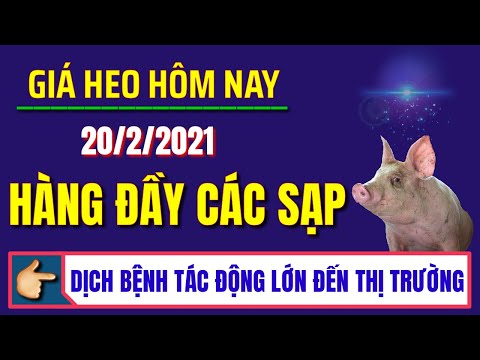 Giá heo hơi hôm nay ngày 20/2/2021 | Nhu cầu đang dần trở lại bình thường, giá lợn hơi giảm nhẹ