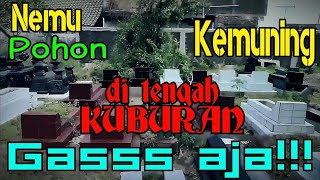 Nekat! Kemuning Di Tengah Kuburan Tetap Gass Cangkok!