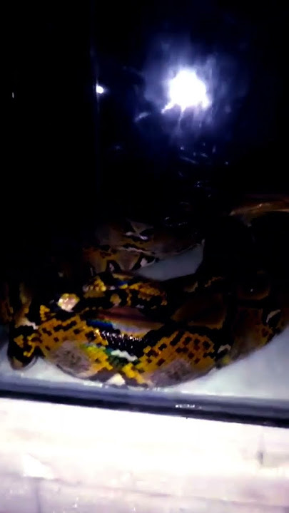 Nemu ular dibelakang rumah kebetulan aquarium ada yang kosong.simpen diaquarium dulu#shorts