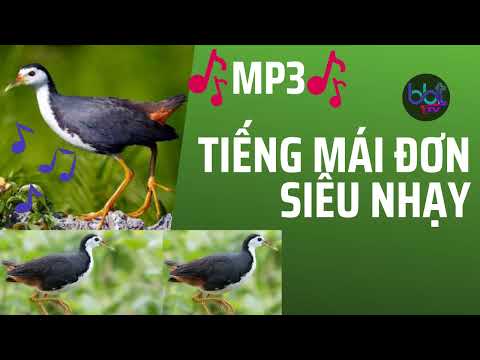Tiếng Quốc Mái Mồi đơn Sát Bổi Waterhen