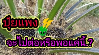 ปุ๋ยแพง-ปาล์มถูก จะไปต่อกันอย่างไร ep.1|วังอโกร