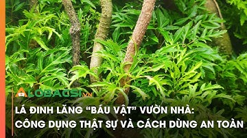Lá đinh lăng — “báu vật” vườn nhà: công dụng thật sự và cách dùng an toàn